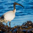 Ibis sacré